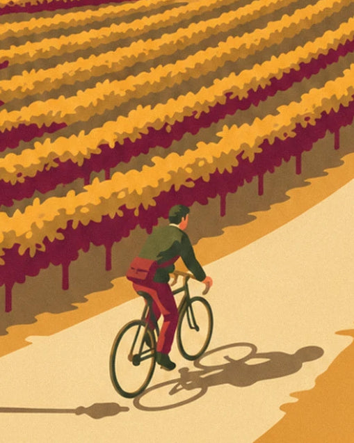 The cyclist in a green jacket and burgundy trousers on the pale path between the rows of vines