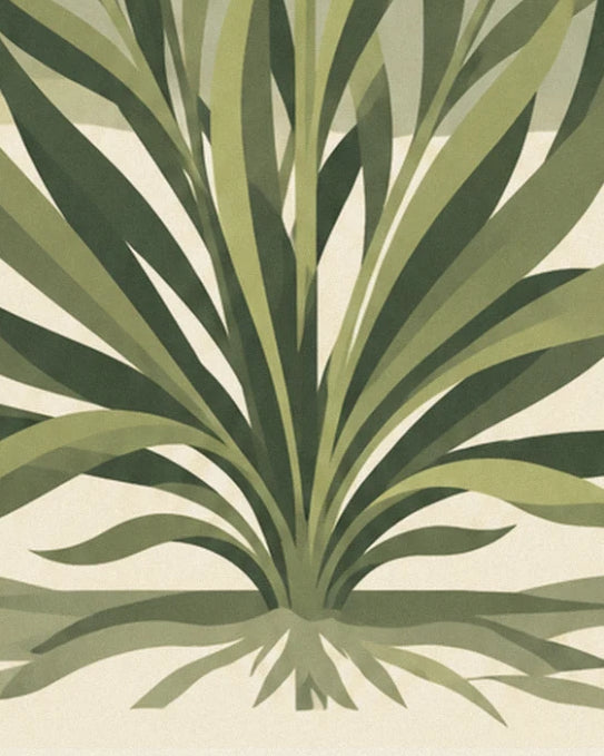 Une touffe de longues feuilles vertes en éventail, avec ses racines fines au pied de la plante