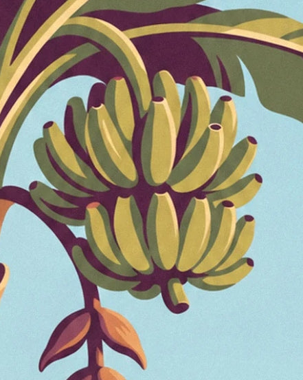 The bunch of green and golden bananas hanging from a purple stem