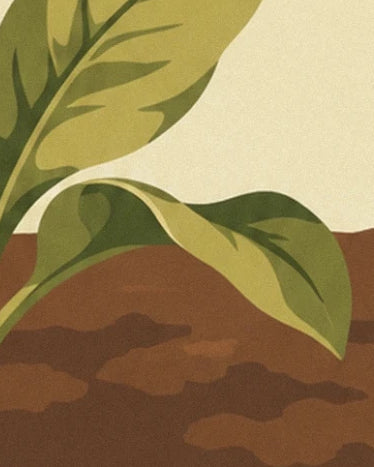 Les feuilles vert olive aux nervures sombres, au-dessus d’un sol brun ombragé
