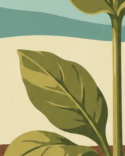 Les larges feuilles vert olive aux nervures claires, le long de la tige