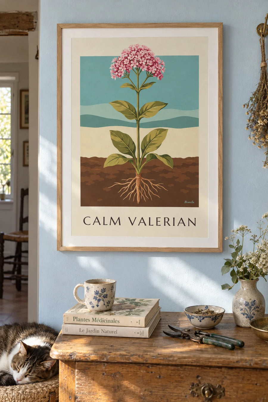 Affiche valériane officinale plante médicinale : encadrée au mur