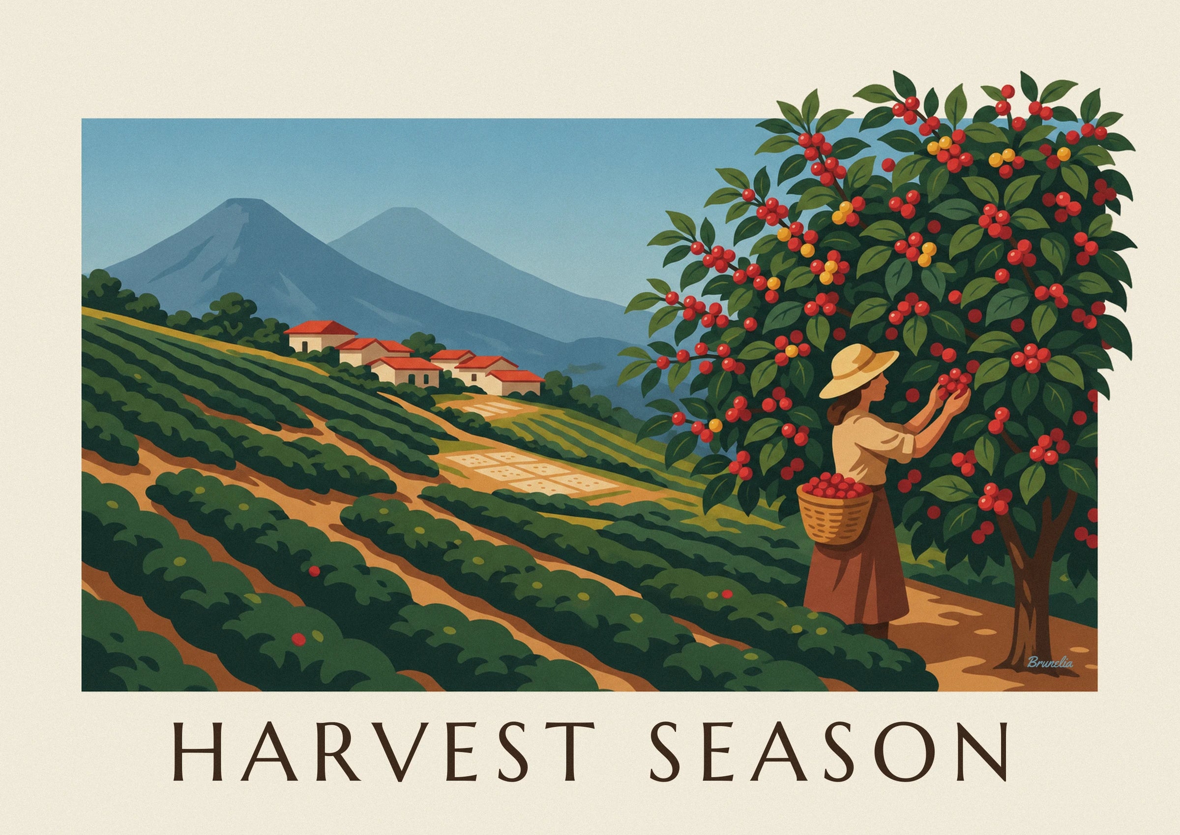 A woman picking coffee in a straw hat, her basket filled with red coffee cherries